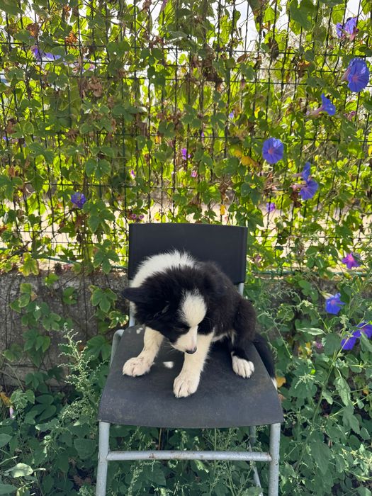 Menino Border Collie Preto Lindo