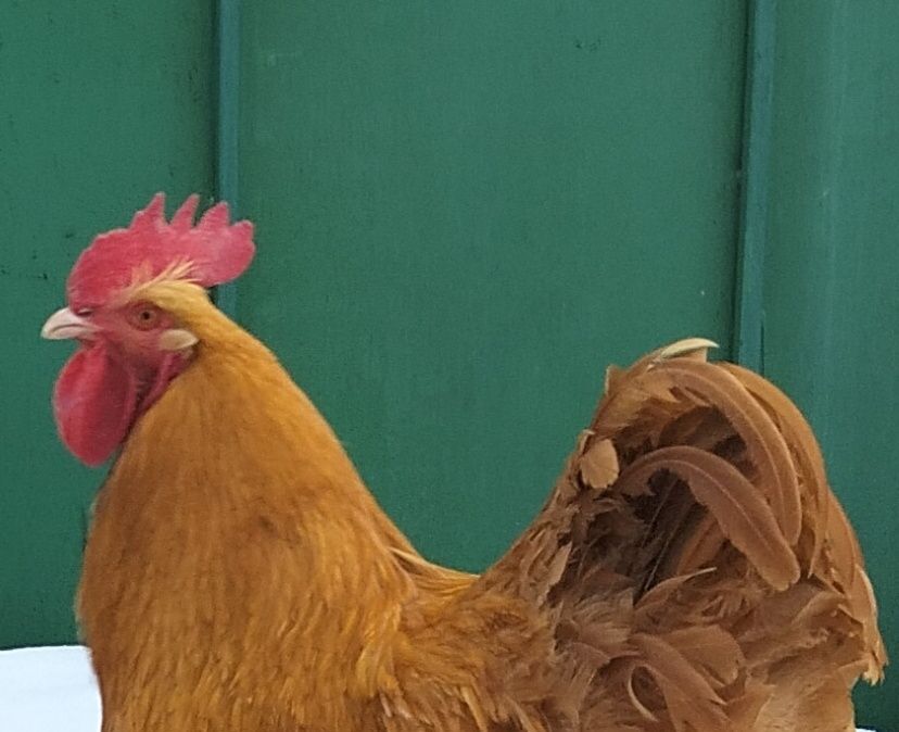 Продам півників (2 місяці) палевого орпінгтона