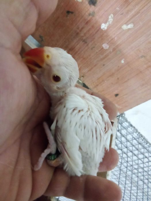 Ring neck p criar a mão