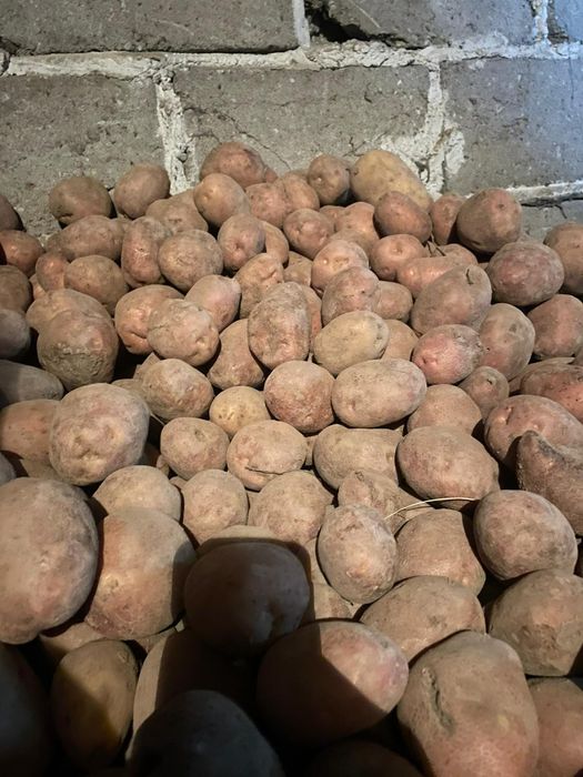 Ziemniaki Bellarosa, Mariola, Tajfun