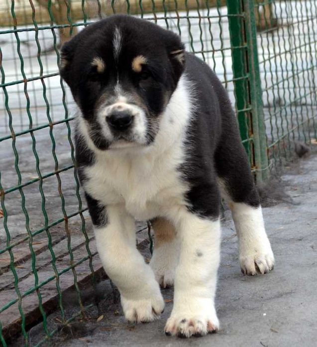 Великолепные щенки САО