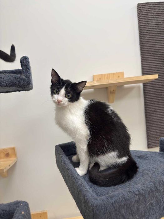 Aron - towarzyski, młody kot do adopcji!