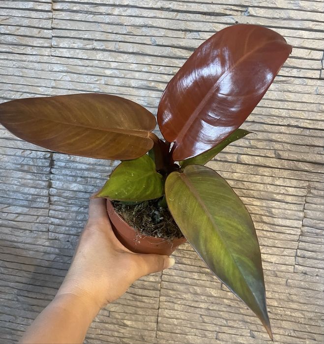 Філодендрон McColleys Final