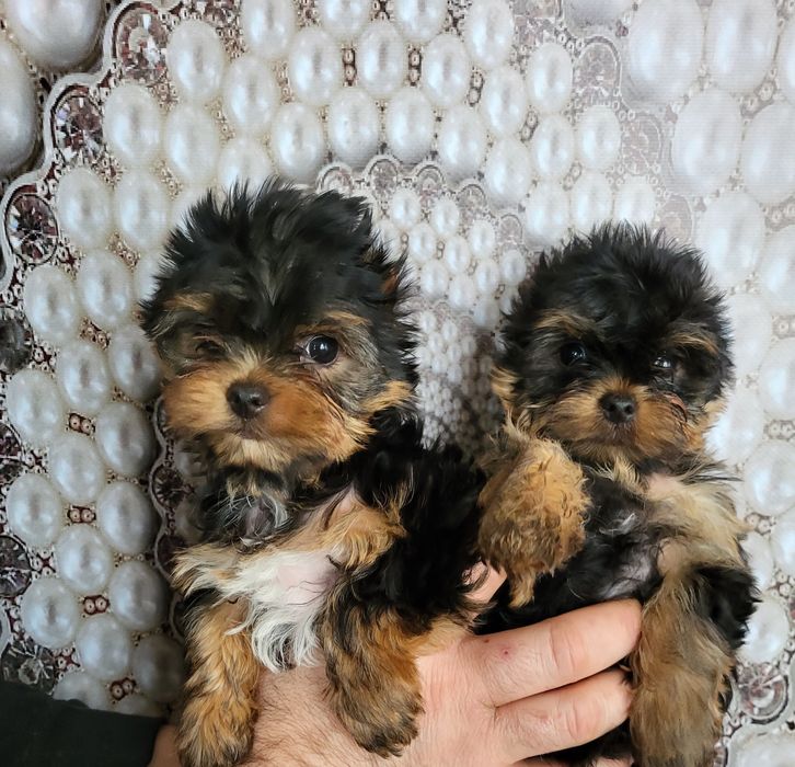 Розкішні міні цуценята