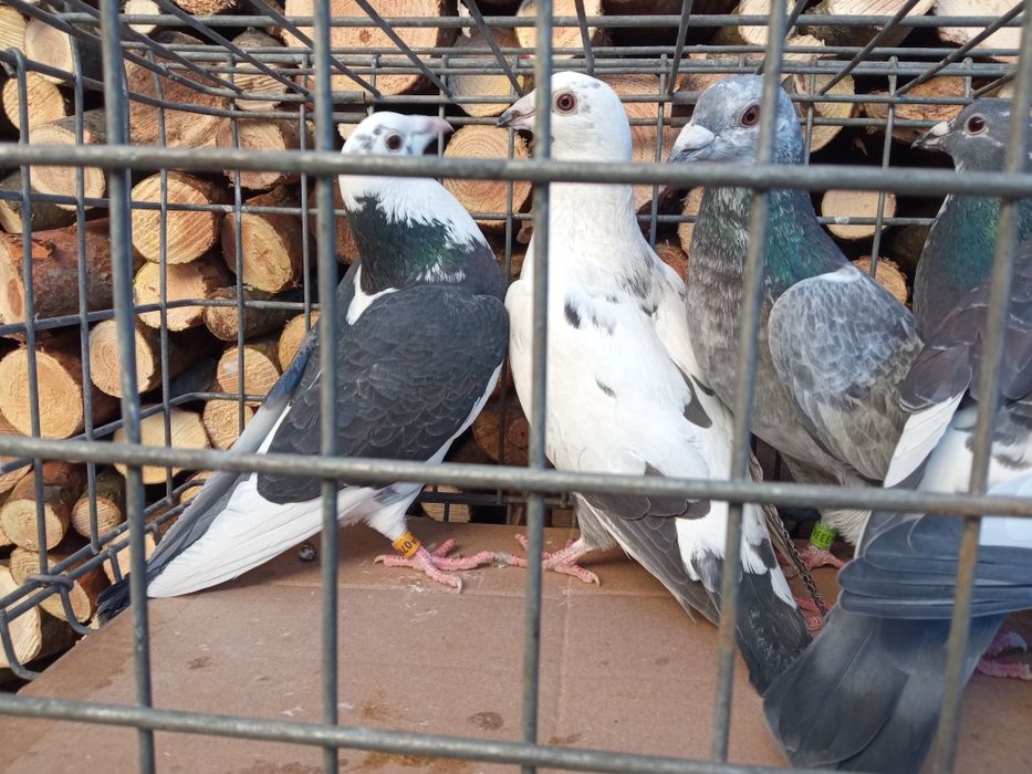 Gołębie pocztowe sprzedam!!!