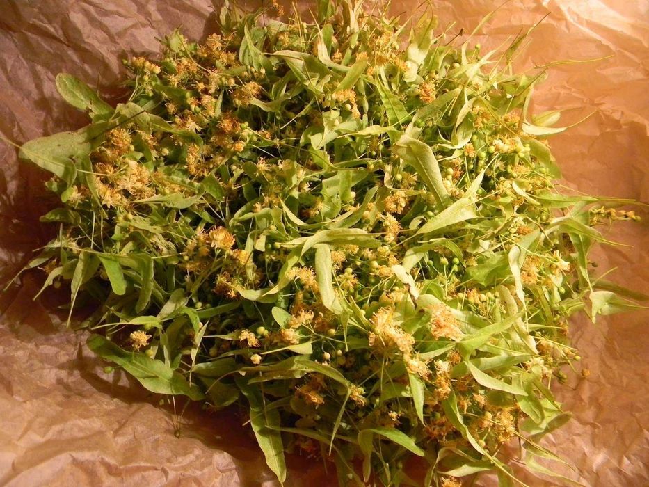 suszona lipa / suszony kwiat lipy - 50 g