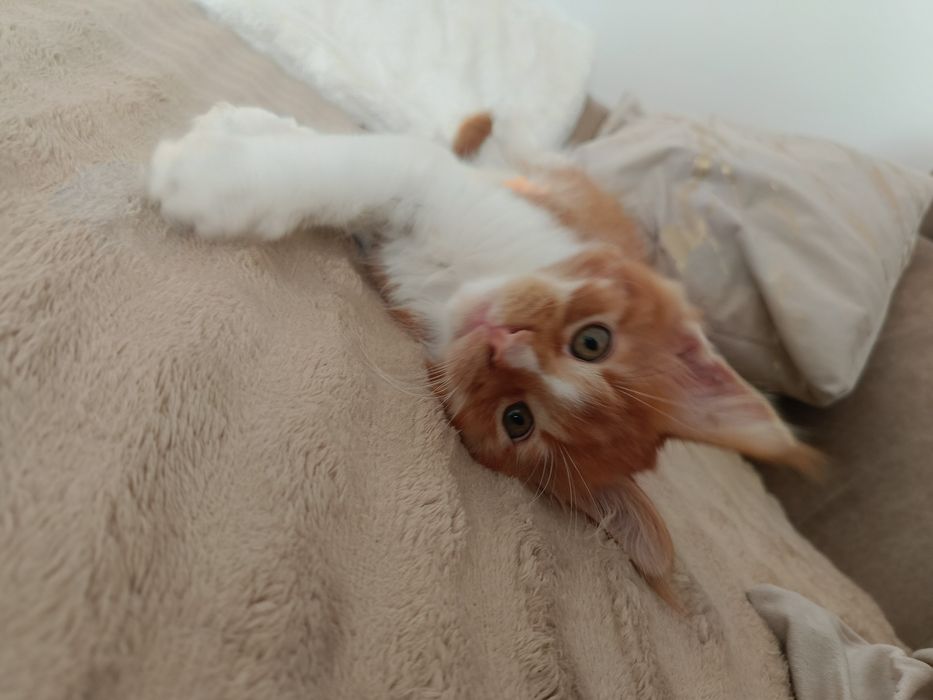 Kocurek Maine coon Maddy