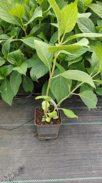 Hortensja bukietowa Vanille-Fraise,Limelight inne20 odmian doniczka p9
