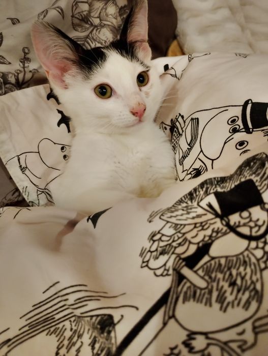 Malutka kicia do adopcji