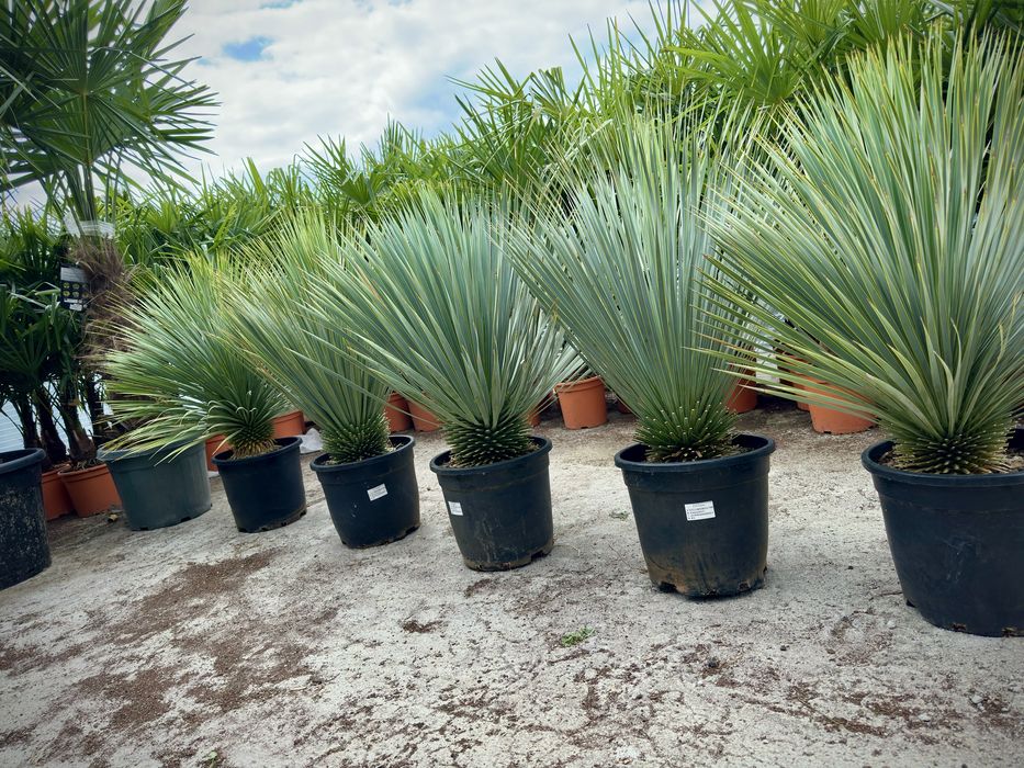 Yucca Rostrata | 70cm