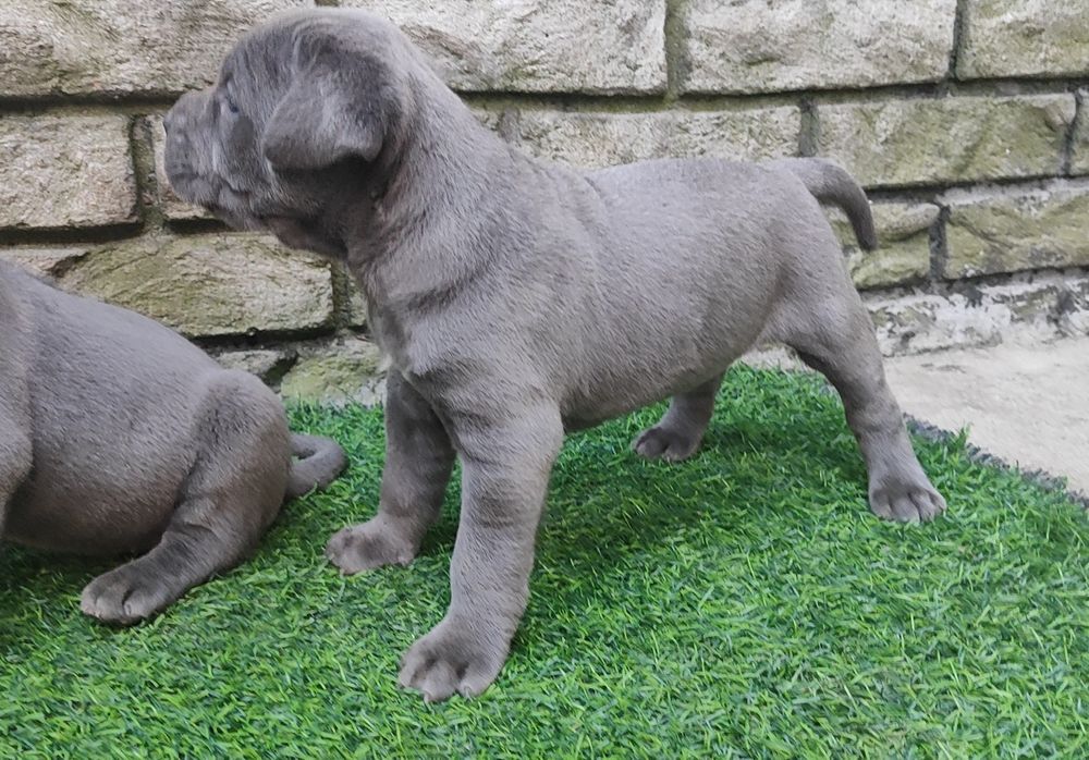 Щенки кане корсо