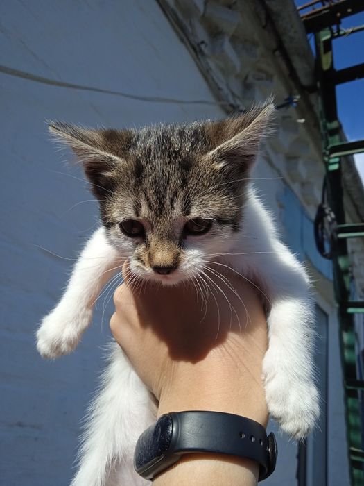 Віддам у добрі руки котеня дівчинка