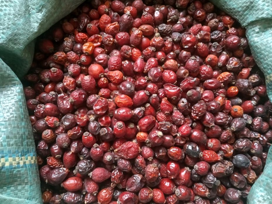 шиповник 2025.  шипшина