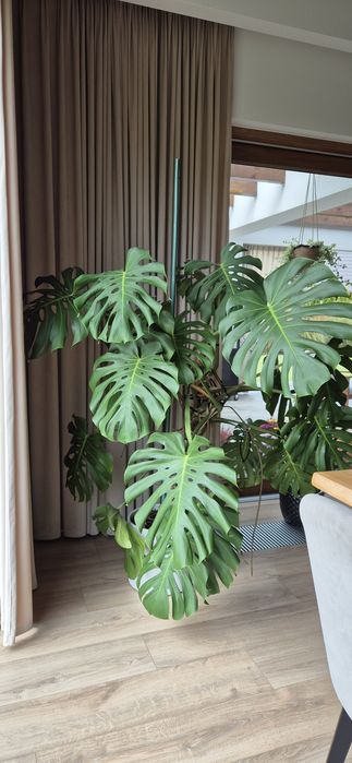 Monstera Sprzedam