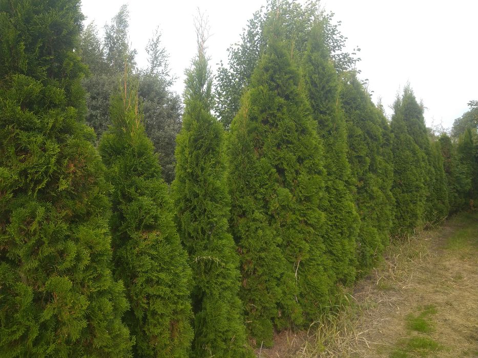 Duże Thuja  Smaragd do 5m. Tuja Szmaragd Producentem Okazjia Promocja
