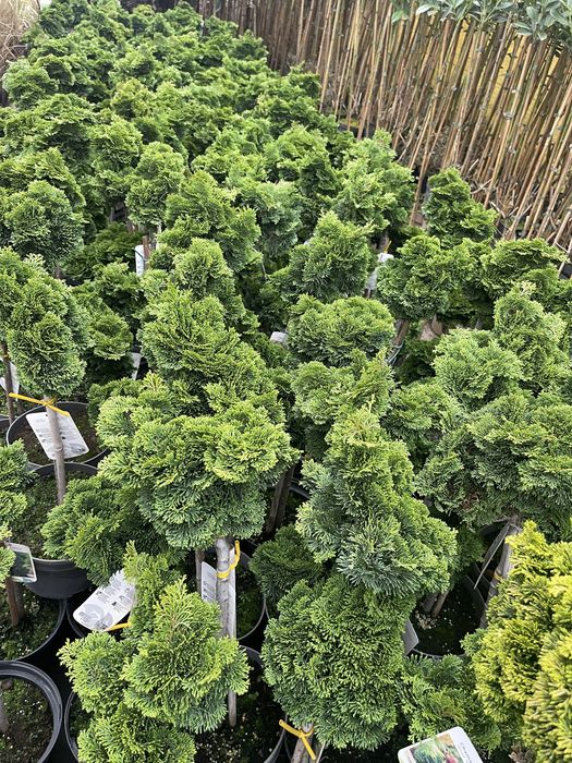 Cyprysik Nana Gracilis na Pniu Cena 145 zł