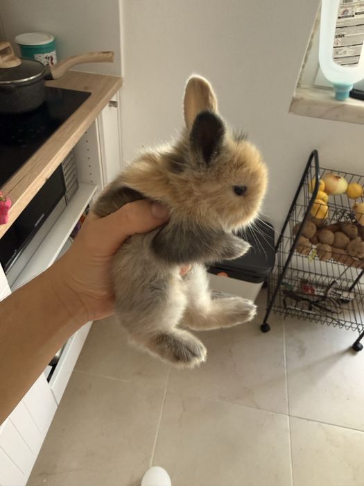 Coelhos anoes bebes