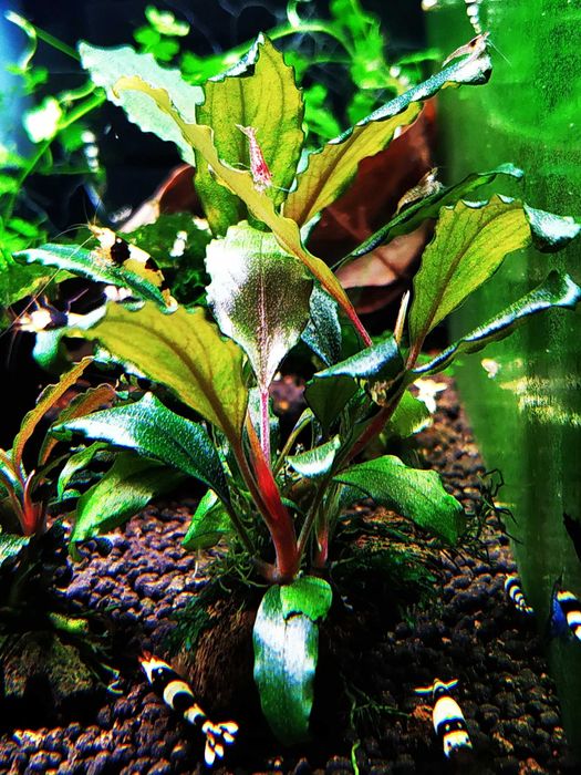 Bucephalandra Shine Blue