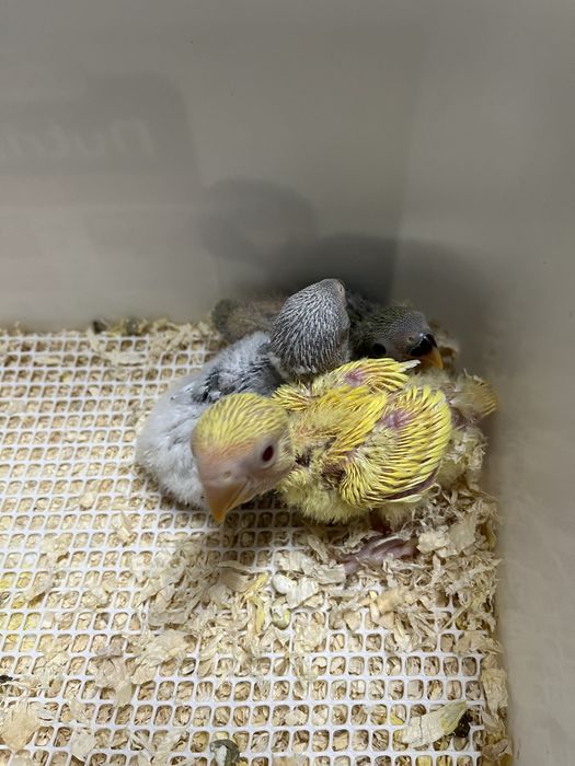 Agapornis para criar á mão