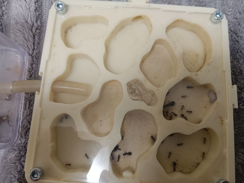 Продам camponotus piceus
