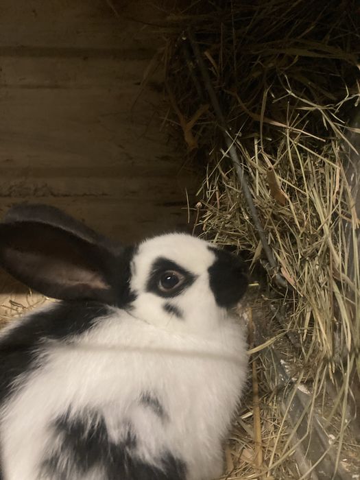 Króliki Srokacz olbrzym