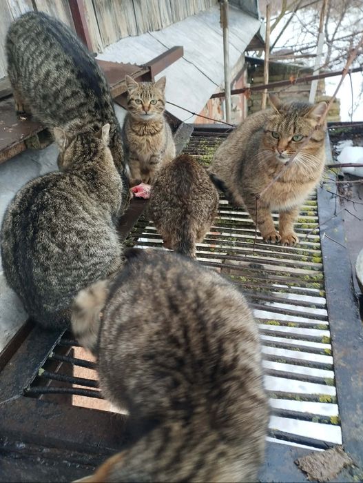 Подарую котика, кішка, котеня