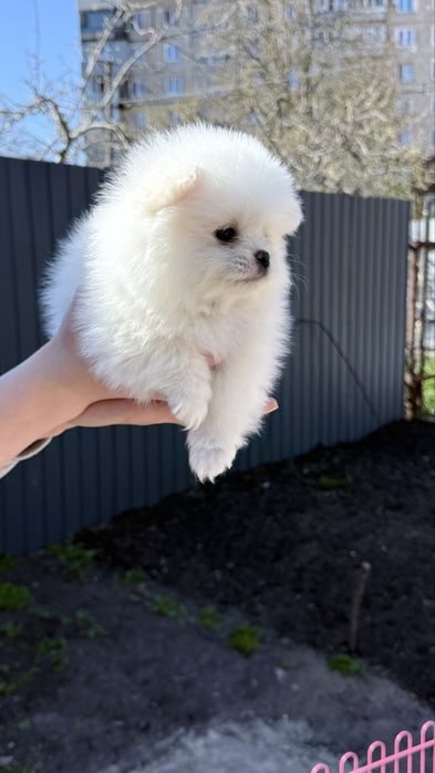 Продажа померанский шпиц