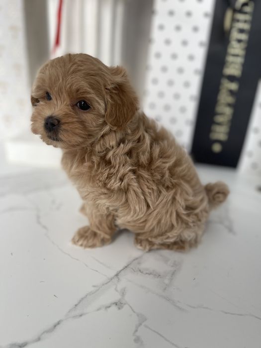 VIP Мальтипу F1 — Лише 4 цуцика! Ідеальна можливість