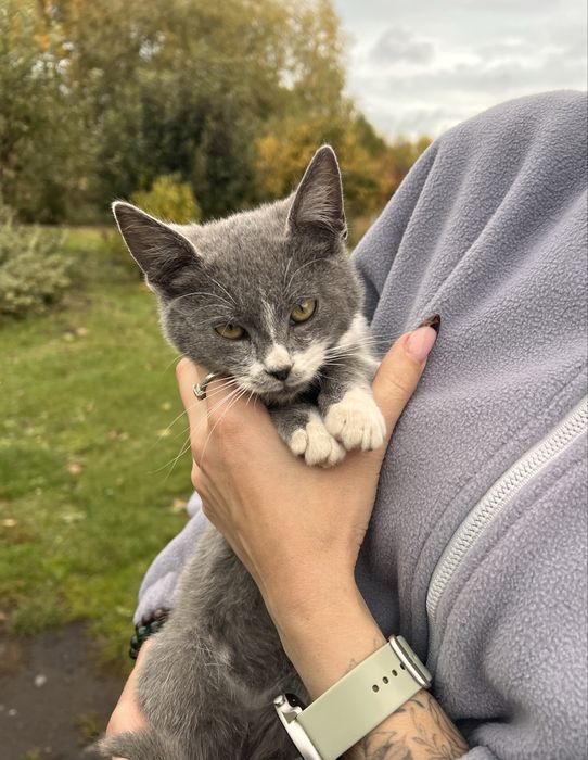 Кошеня в добрі руки