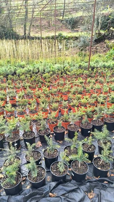 Várias Coniferas para venda