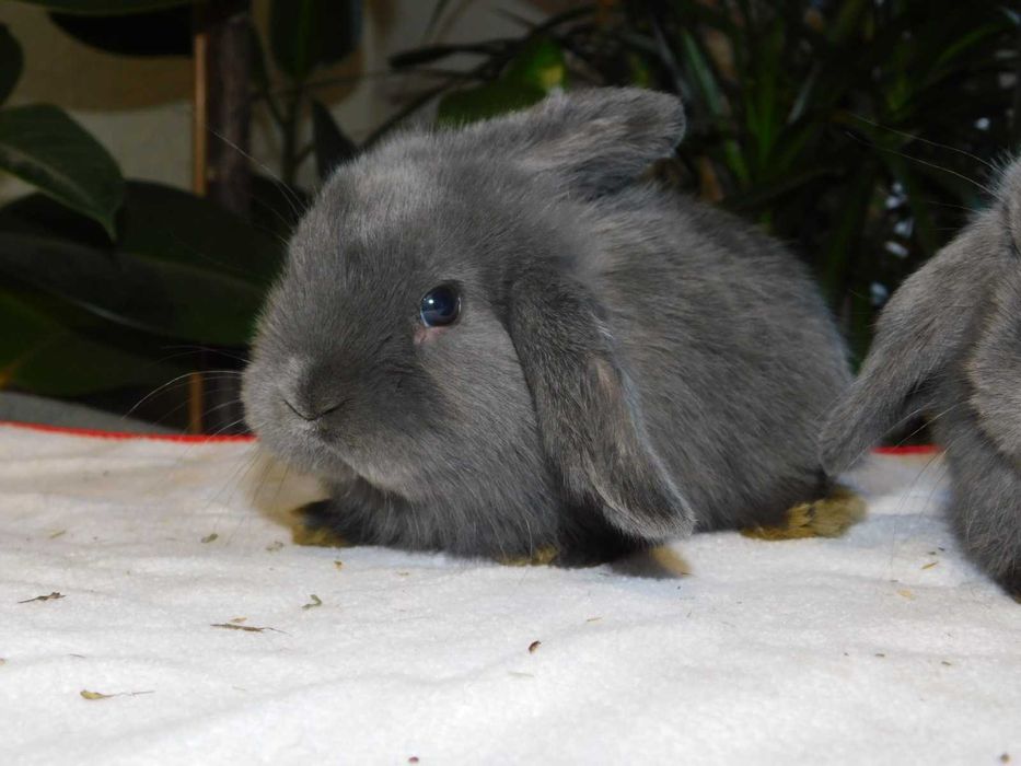Niebieski baranek mini lop samiec
