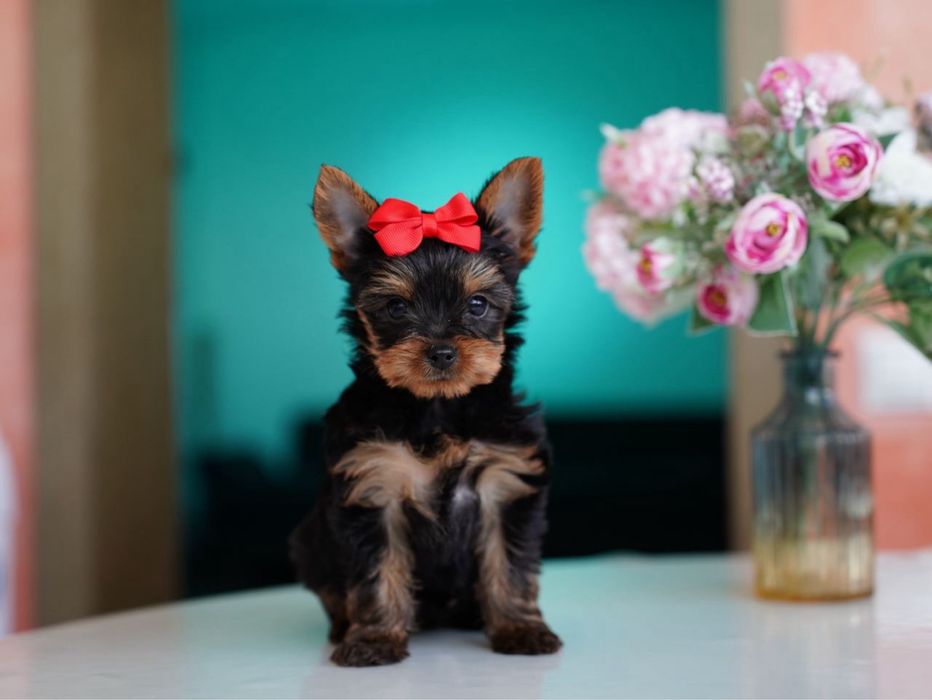 Самые красивые девочки и мальчики