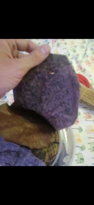 Folhas de Catappa XL