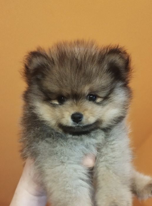 Zkwp szpic miniaturowy pomeranian