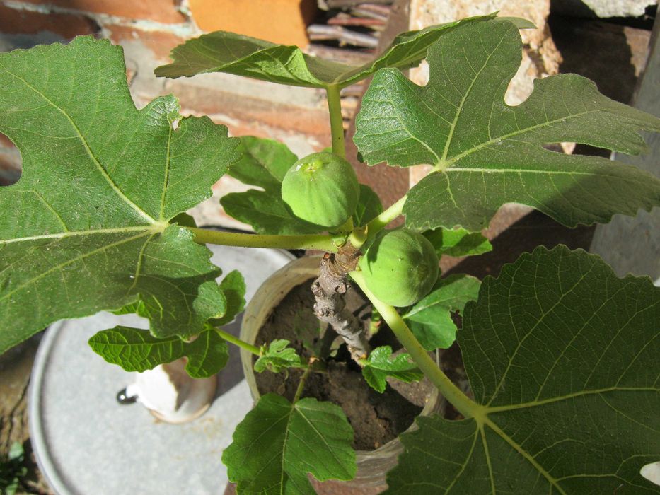 Инжир Комнатный "Подарок октября"