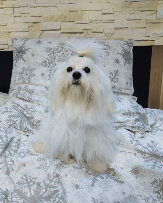 Suczka Maltipoo Maltańczyk & Pudel Toy