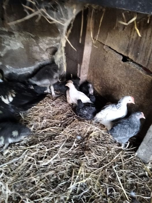 Patos mudos e garnizos
