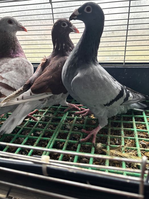 Gołębie rzeszowskie- sprzedam