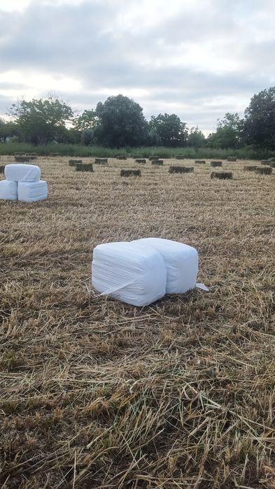 Feno para feira  do cavalo FNC