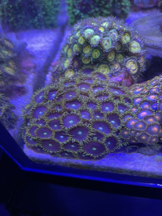 Zoanthus xl duza kolonia 8 cm na 8 cm