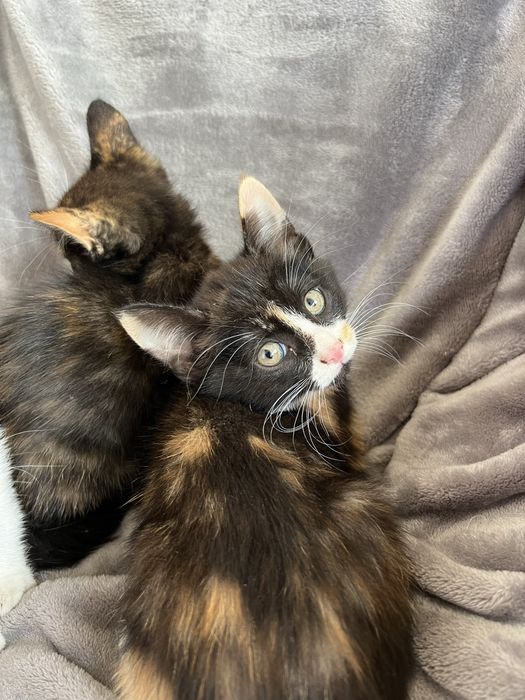 Отдам котят в хорошие руки