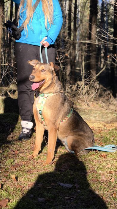 Owczarek belgijski mix doberman – pies dla świadomego opiekuna