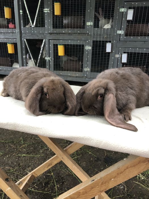 Кролики кролі Французький баран