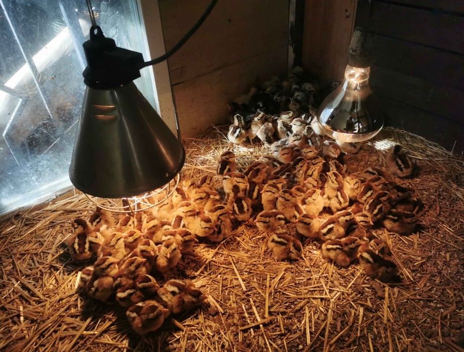 Kurczęta zielononóżki