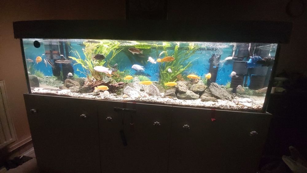 Akwarium 540L kompletne