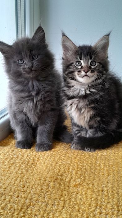 Кошенята мейн кун.