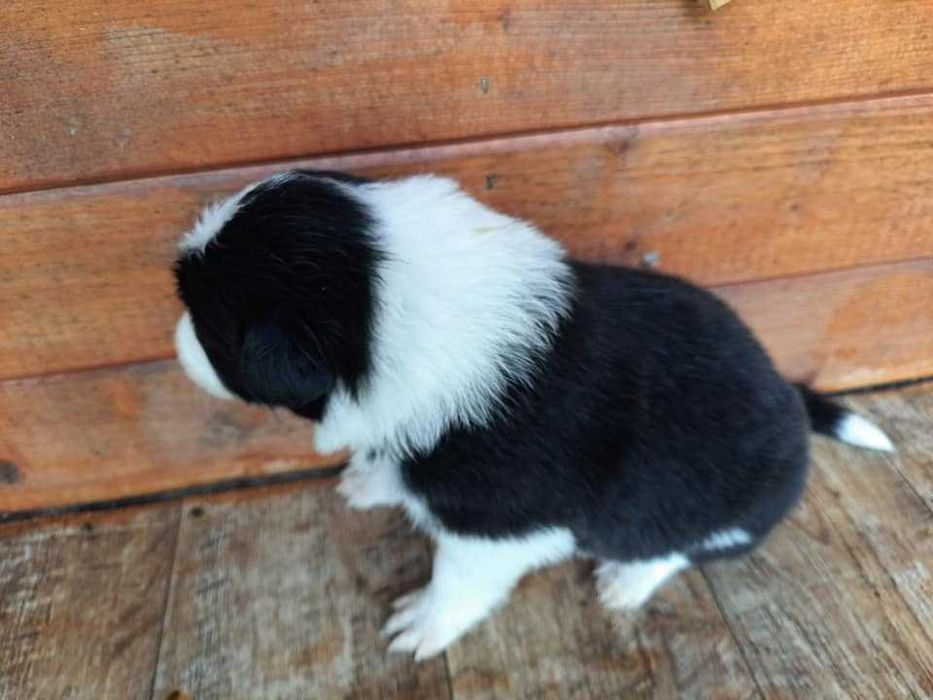 Border collie z gospodarstwa