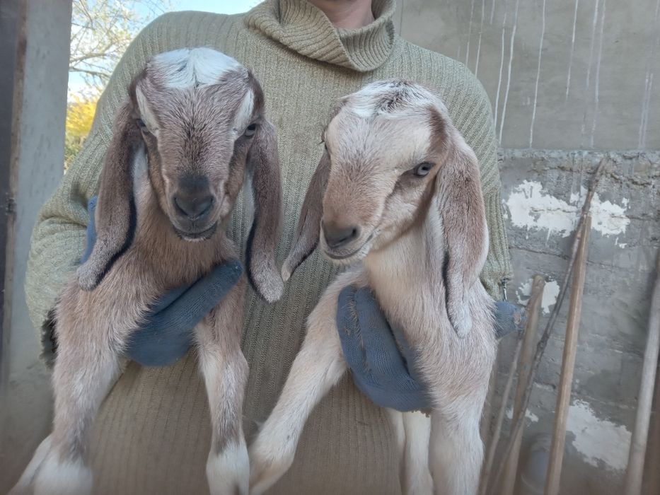 Продам англонубійських козлят.