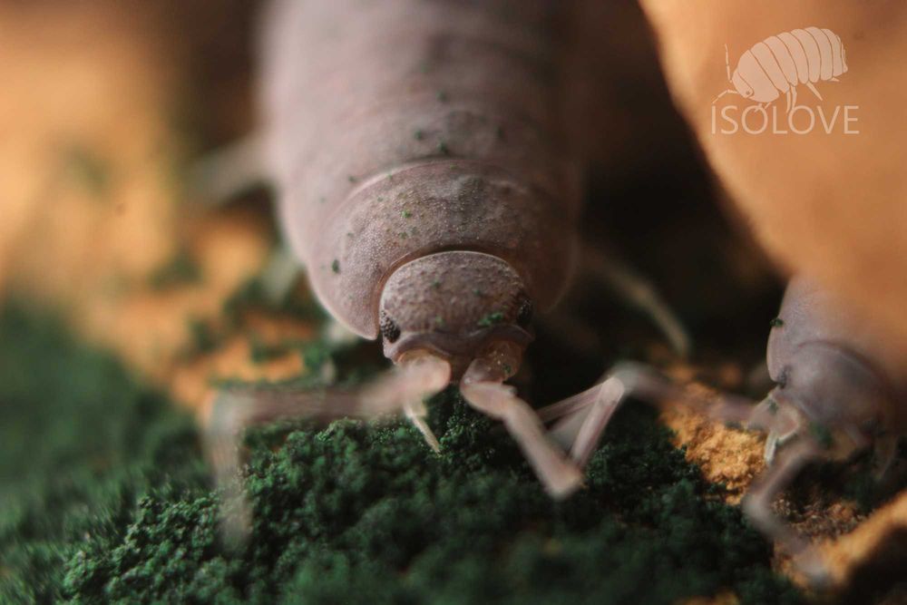 Porcellionides pruinosus "powder blue", ekipa sprzątająca, isopoda
