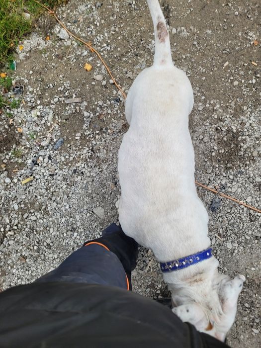 Odam amstafa za darmo